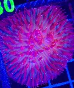 Wysiwyg Red Diaseris Plate Coral (C129)