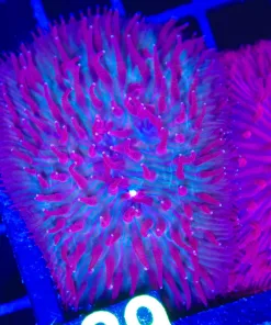 Wysiwyg Red Plate Coral C129A (C129)