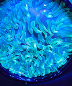Wysiwyg Green Anemone (C130) Free Shipping ! NO Minimum Livestock Spend