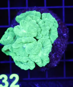 Wysiwyg Trumpet Coral Colony (C132)