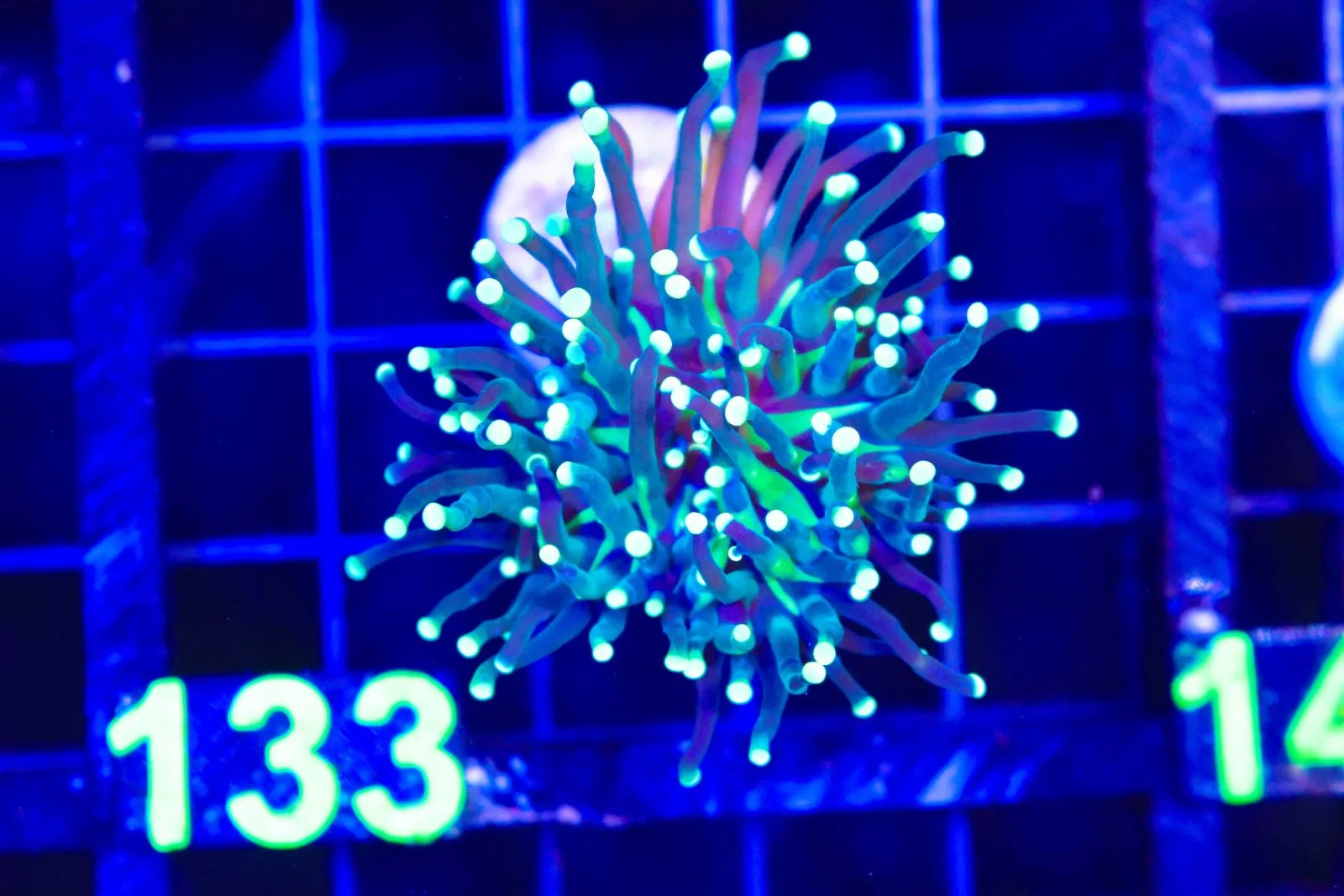 C133