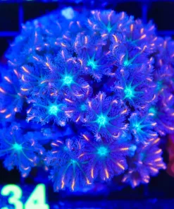 Wysiwyg Clove Polyp Colony (C134)