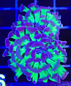 Wysiwyg Classic Hammer Coral (C136)
