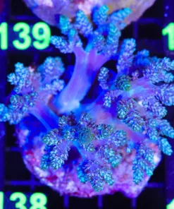 Wysiwyg Blue Leather Coral (C138)