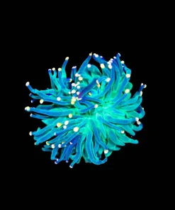 Wysiwyg Torch Coral (C139)