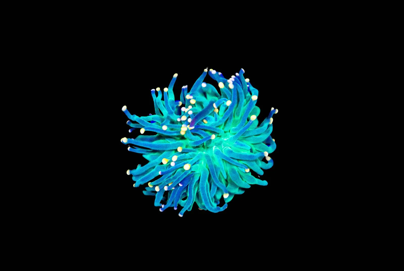 Wysiwyg Torch Coral (C139)