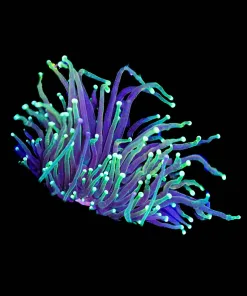 Wysiwyg Torch Coral (C14)