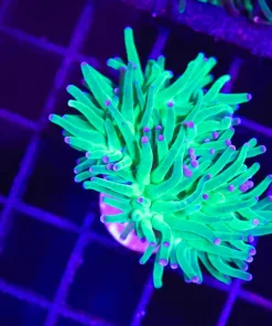 Wysiwyg Small Torch Coral (C14)