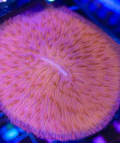 Wysiwyg Plate Coral (C140) Free Shipping ! NO Minimum Livestock Spend