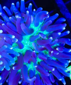 Wysiwyg Long Tentacle Plate Coral (C141:A)