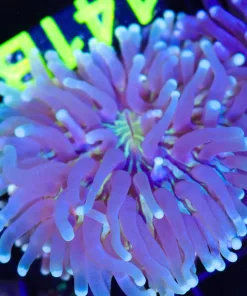 Wysiwyg Long Tentacle Plate Coral (C141:B)