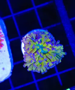Wysiwyg Bright Yellow Torch Coral | Small (C142:A)
