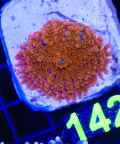 Wysiwyg Bright Large Orange Yuma (C142:B)