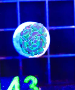 Wysiwyg TINY Hammer Coral Frag (C143:A)