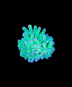 Wysiwyg Tiny Vibrant Torch Coral (C143:B)