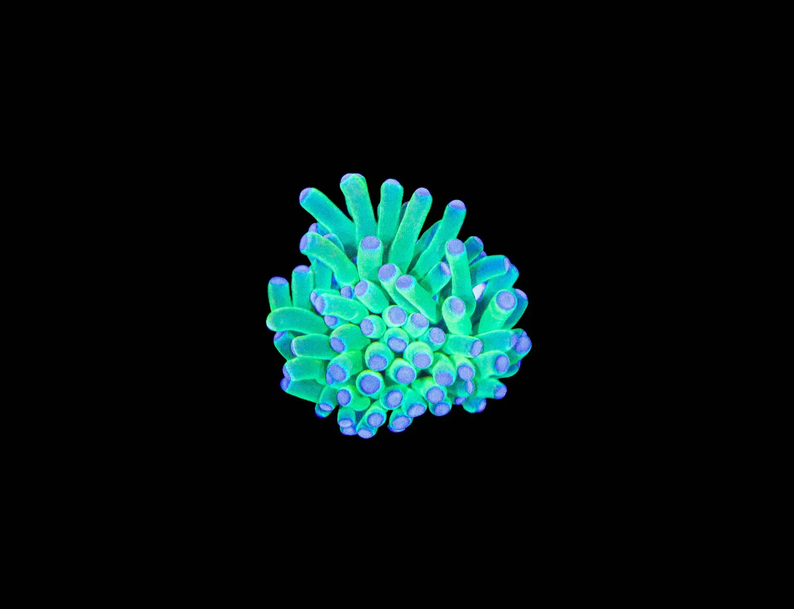 Wysiwyg Tiny Vibrant Torch Coral (C143:B)