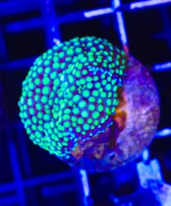 Wysiwyg Florida Ricordea (C144:B) Free Coral ! With Livestock Purchase Over $299