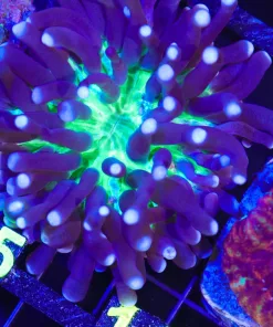 Wysiwyg Long Tencale Plate coral (C145:A)