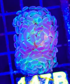 Wysiwyg Hammer Coral Frag (C147:B)