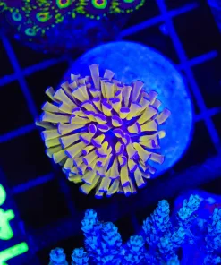 Wysiwyg Bright Yellow Torch Coral (C148:A)