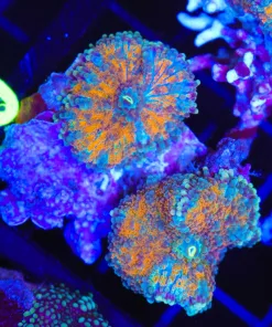 Wysiwyg 2for1 Combo Rainbow Yumas (C149:A) *Free Shipping ! No Minimum Livestock Spend*