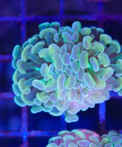 Wysiwyg Hammer Coral Frag (C149:B)