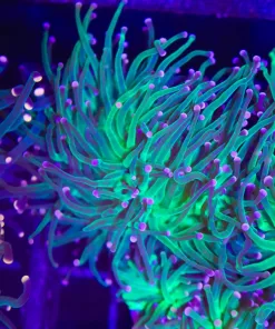 Pink Tip Torch Coral (C15)