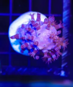 Wysiwyg FUZZY Gorgonian Frag (C151)