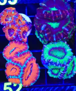 Wysiwyg 4 x Collector Acan Frag Pack (C152) *Free Shipping ! No Minimum Livestock Spend*