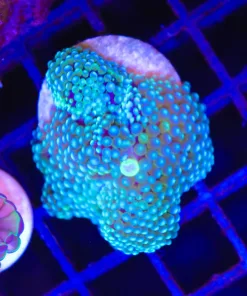 Wysiwyg Large Bluish Florida Ricordea | Splitting (C153)