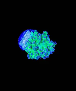 Wysiwyg Small Classic Frogspawn (C156)