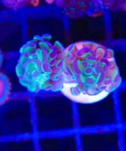 Wysiwyg Hammer Coral Small Frag (C157)