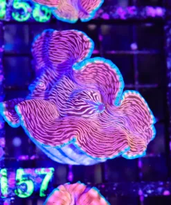 Wysiwyg Large Derasa Clam (C157)