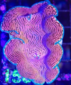 Wysiwyg Large Derasa Clam (C158)
