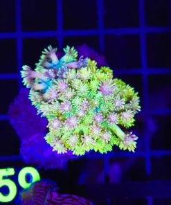 Wysiwyg Golden Flowerpot Coral (C159)