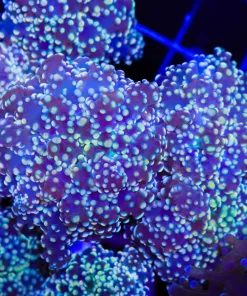 Orange Octospawn Frag (C16)