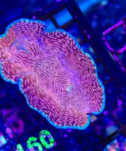 Wysiwyg Large Derasa Clam (C160)