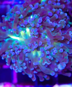 Frogspawn Frag (C168:A)