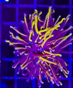 Wysiwyg Golden Torch COral (C17)