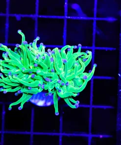 Wysiwyg Torch Coral (C17)
