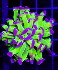 Wysiwyg Classic Hammer COral (C18)
