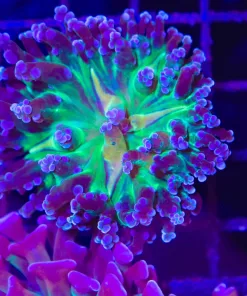 Wysiwyg Frogspawn (C19)