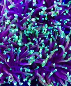 Two Tone Torch Coral (C2)