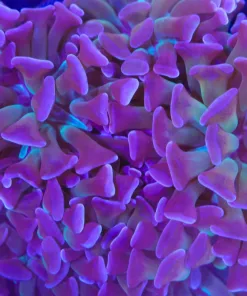 Hammer Coral Frag (C20)