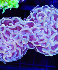 Wysiwyg Golden Wall Hammer Coral (C21)