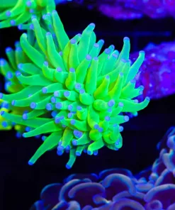 Glowing Torch Coral Frag (C22)