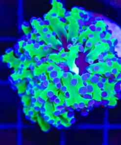 Wysiwyg Classic Frogspawn (C23)