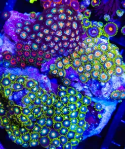 Wysiwyg Crazy Combo Zoanthid Colony (C23)