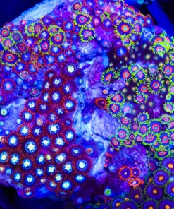 Wysiwyg Crazy Combo Zoanthid Colony (C25)