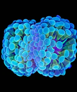 Wysiwyg 2x Head Water Color Hammer Coral (C26)